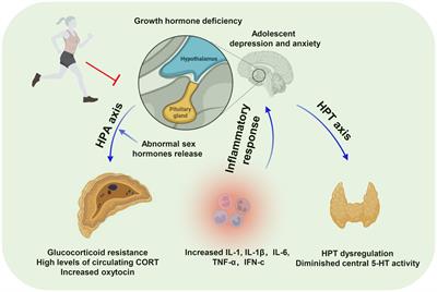 Effects of physical activity in child and adolescent depression and anxiety: role of inflammatory cytokines and stress-related peptide hormones